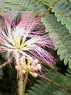 e0015100_174988.jpg