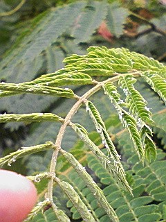 e0015100_1749880.jpg