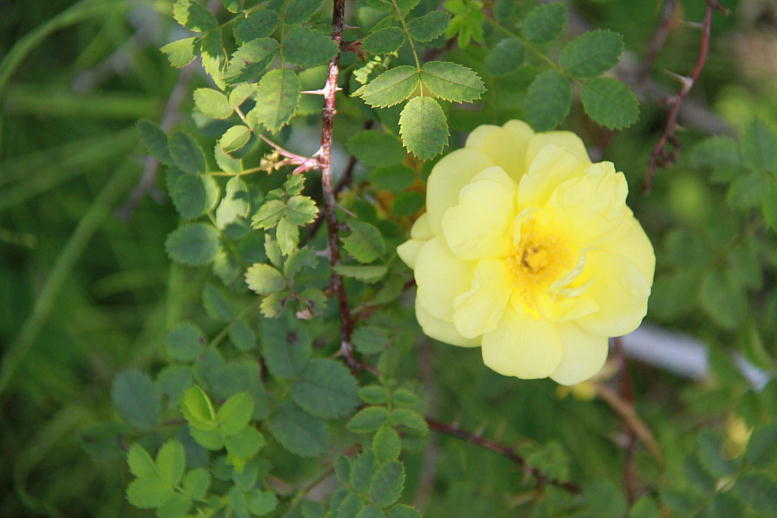 d0166303_00736.jpg