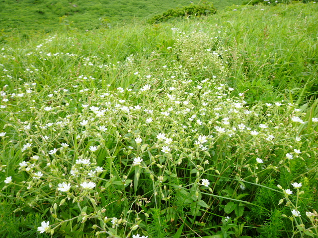 d0170615_14144096.jpg