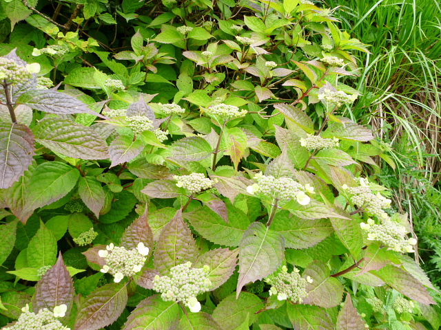 d0170615_14151587.jpg