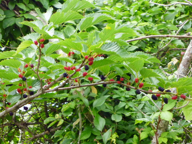 d0170615_14152613.jpg