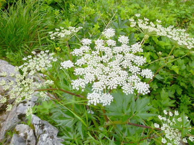 d0170615_1415412.jpg