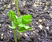 c0199220_1443236.jpg
