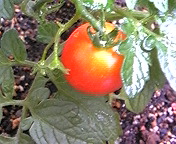 c0199220_14433520.jpg