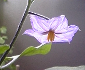 c0199220_14434386.jpg