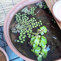 d0048332_13262870.gif