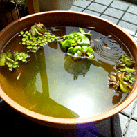 d0048332_1326746.gif