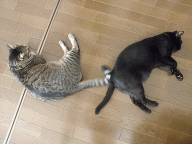 c0136736_11514730.gif