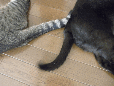 c0136736_11521620.gif