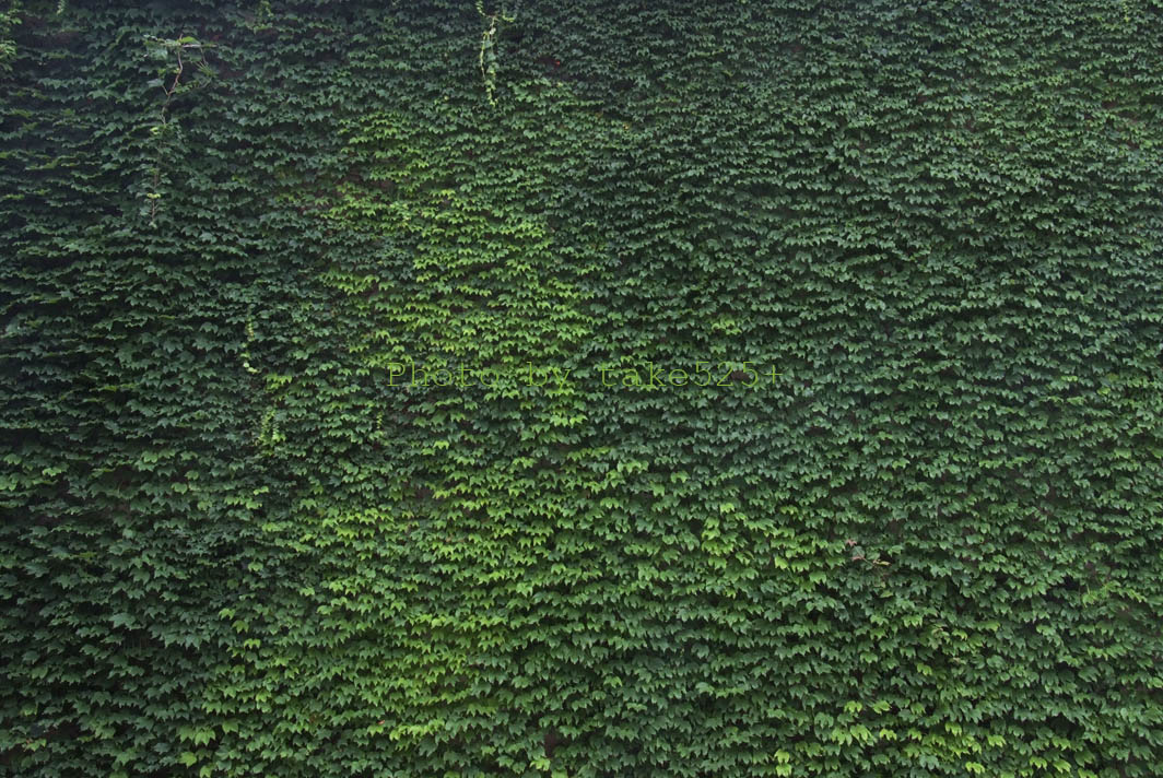 a0116946_6101244.jpg