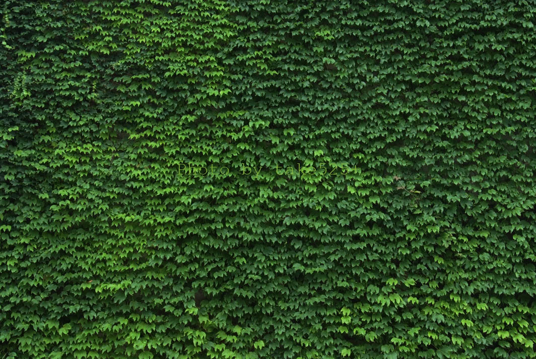 a0116946_695548.jpg