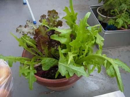 f0014980_1541668.jpg