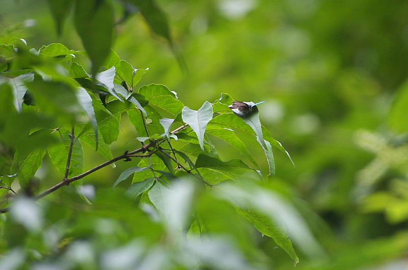 f0031682_1748116.jpg