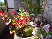 a0142083_9363951.jpg
