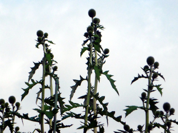 c0125283_8574320.jpg