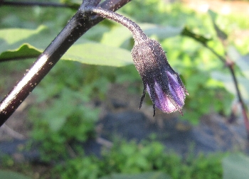 f0003283_19372674.jpg