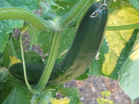 e0143298_1993646.jpg