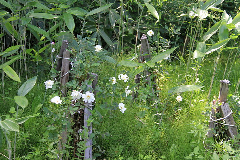 d0166303_052191.jpg