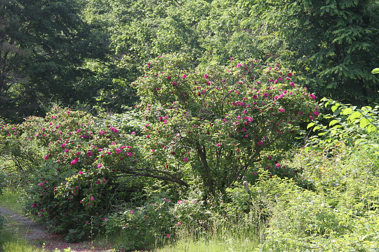 d0166303_083086.jpg