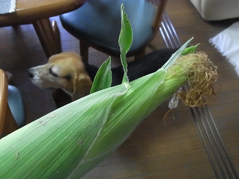 c0205806_21345335.jpg