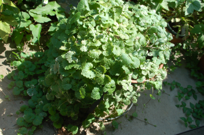 f0217217_2103771.jpg