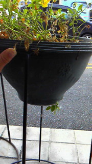c0204228_1642242.jpg