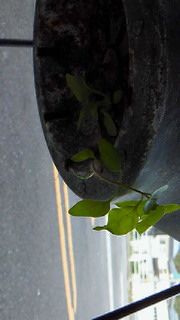 c0204228_16422467.jpg