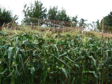 b0137932_115554100.jpg