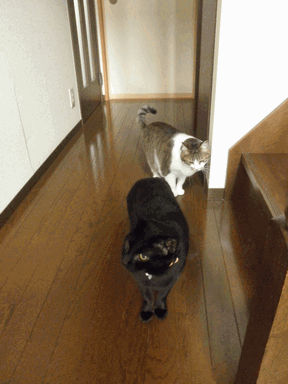 c0136736_1152747.gif