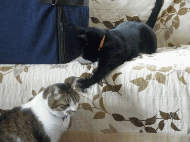 c0136736_1225969.gif