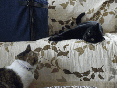 c0136736_12263134.gif