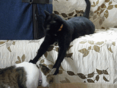 c0136736_1226490.gif