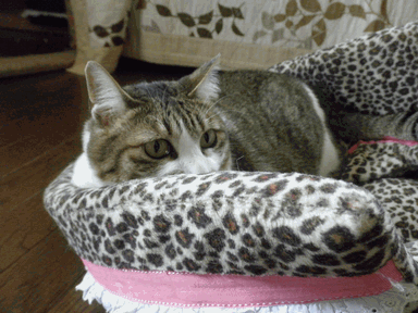 c0136736_12293436.gif