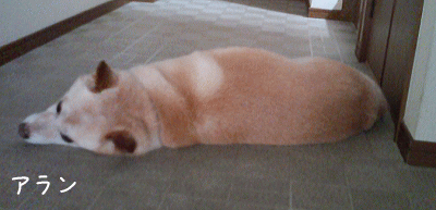 a0166338_19261330.gif