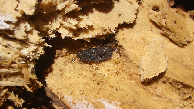 b0099538_1845239.jpg