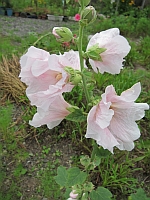 e0080345_16442630.jpg