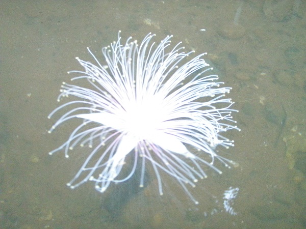 e0134752_8282098.jpg