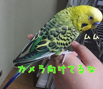 f0196665_23304910.jpg