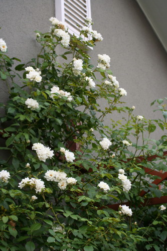 e0154682_2342415.jpg