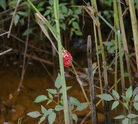 e0197884_2230184.jpg