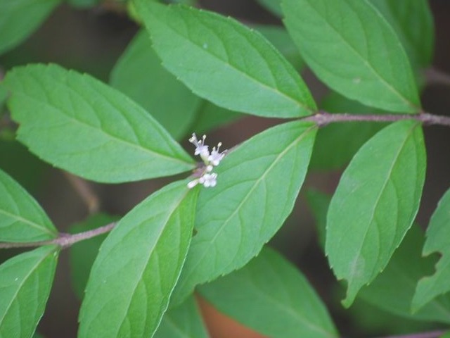 e0025300_18183969.jpg