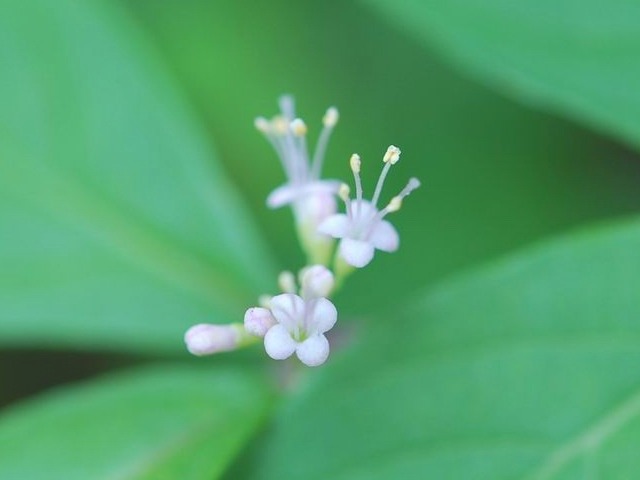 e0025300_18212634.jpg