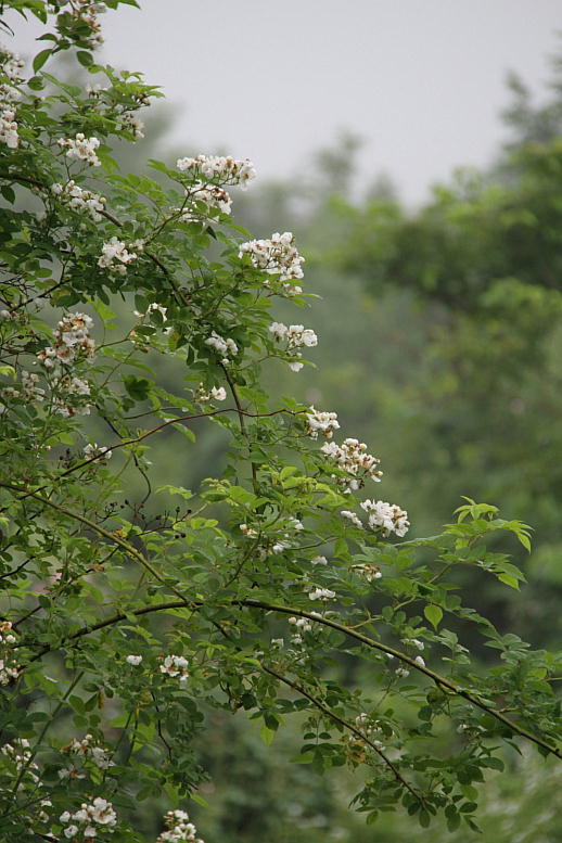 d0166303_22403787.jpg