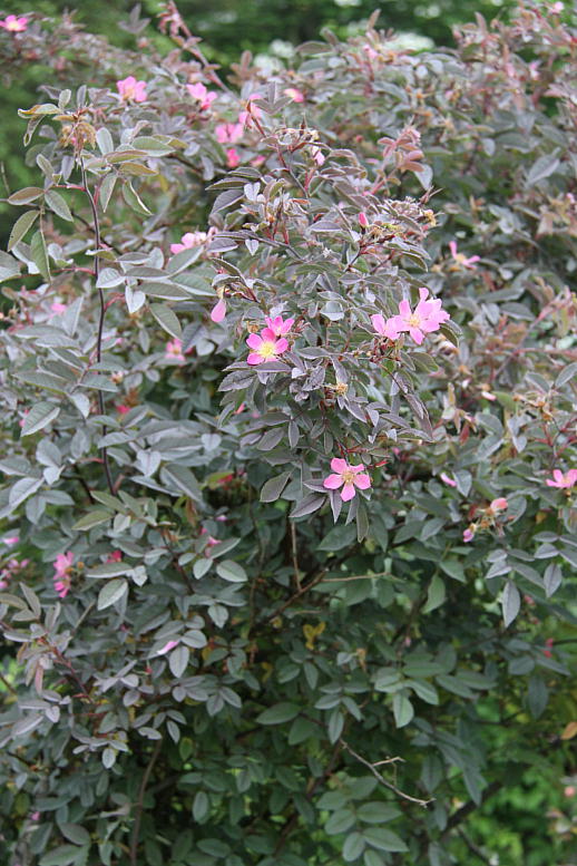 d0166303_22421531.jpg