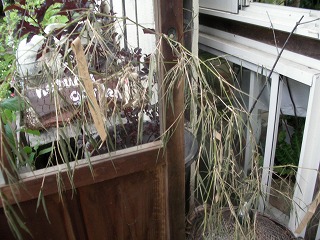 c0190010_2014417.jpg