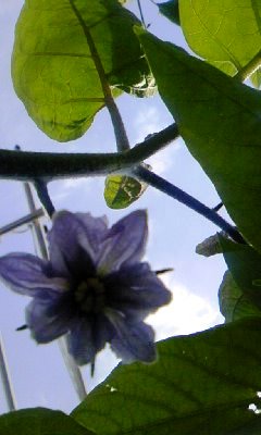 d0024220_10435121.jpg
