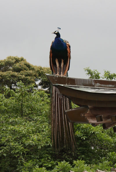 f0147025_20471641.jpg