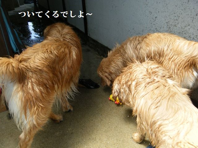 b0127531_905264.jpg