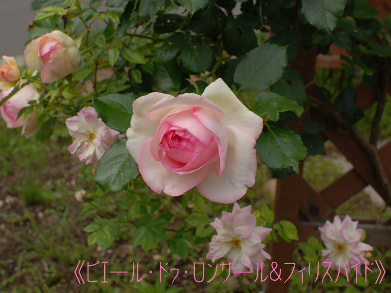 b0151831_15511635.jpg